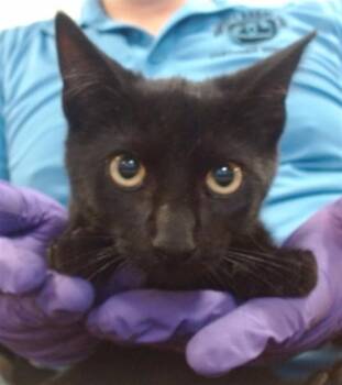 Domestic Short Hair Cats Available for Adoption in Doral, Florida - TROY | PetCurious