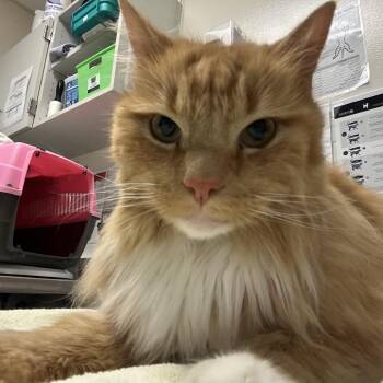 Domestic Long Hair Cats Available for Adoption in Pittsburgh, Pennsylvania - Tonie | PetCurious