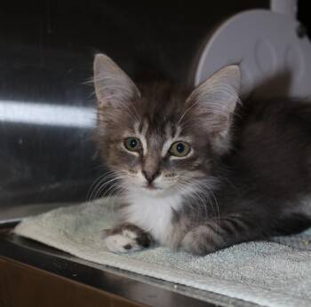 Acura -  Domestic Medium Hair Cat for Adoption in Seattle, Washington - Acura | PetCurious
