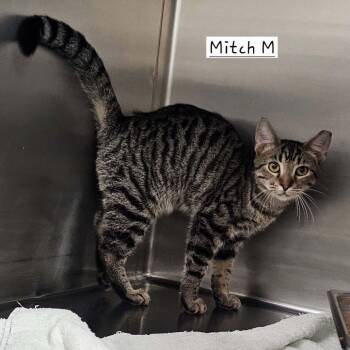 Mitch -  Domestic Short Hair Cat for Adoption in Rocky Mount, Virginia - Mitch | PetCurious