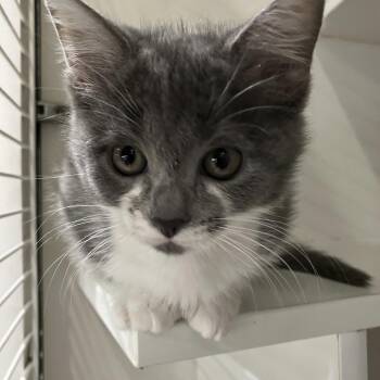 Larry -  Domestic Short Hair Cat for Adoption in Oak Park, Illinois - Larry | PetCurious
