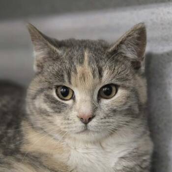 Madilane -  Domestic Short Hair Cat for Adoption in Sheridan, Wyoming - Madilane | PetCurious