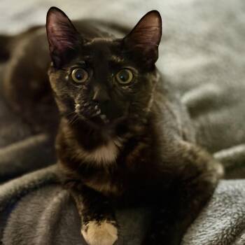 Domestic Short Hair Cats Available for Adoption in Baytown, Texas - Solitaire | PetCurious