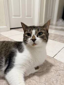 Mellow-Malik -  Domestic Short Hair Cat for Adoption - Mellow-Malik | PetCurious