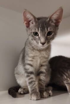 Gravel -  Domestic Short Hair Cat for Adoption in Phoenix, Arizona - Gravel | PetCurious