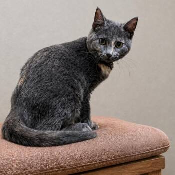 Graceland -  Domestic Short Hair Cat for Adoption in Hopewell, Virginia - Graceland | PetCurious