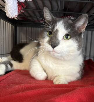 Domestic Short Hair Cats Available for Adoption - Juanita | PetCurious