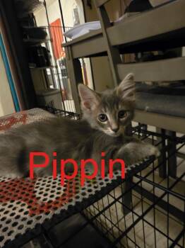 Pippin -  Domestic Medium Hair Cat for Adoption in Tucson, Arizona - Pippin | PetCurious