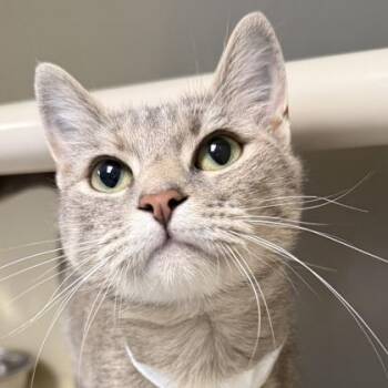 Domestic Short Hair Cats Available for Adoption in Lansing, Michigan - Bob Cat | PetCurious