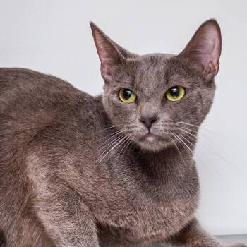 Jenna -  Domestic Short Hair Cat for Adoption in Hattiesburg, Mississippi - Jenna | PetCurious