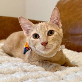 Raffa Sweet Talker Raphael -  Tabby and Domestic Short Hair Cat for Adoption in Friendswood, Texas - Raffa Sweet Talker Raphael | PetCurious