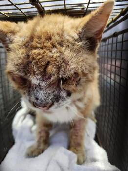 Domestic Short Hair Cats Available for Adoption - GROMER | PetCurious