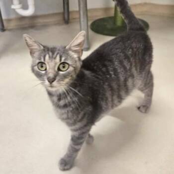 Valencia -  Domestic Short Hair Cat for Adoption in Phoenixville, Pennsylvania - Valencia | PetCurious