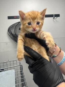 Locke -  Domestic Short Hair Cat for Adoption in Sevierville, Tennessee - Locke | PetCurious