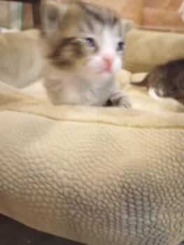 Wrench -  Domestic Short Hair Cat for Adoption in Huntington, Indiana - Wrench | PetCurious