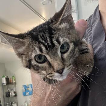 Gaia -  Domestic Short Hair Cat for Adoption in Denver, Colorado - Gaia | PetCurious