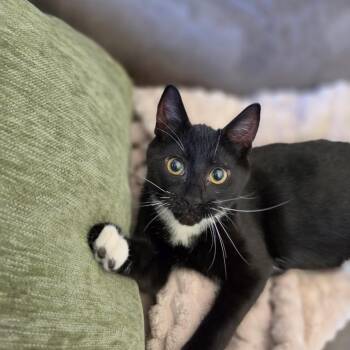 Toot -  Domestic Short Hair Cat for Adoption in Spokane, Washington - Toot | PetCurious