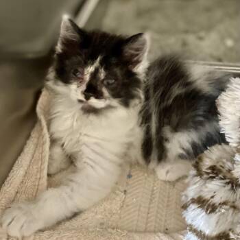 Rescue Domestic Long Hair Cats for Adoption in Blackfoot, Idaho - Checkers | PetCurious