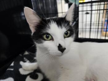 Domestic Medium Hair Cats Available for Adoption in Southbury, Connecticut - Juliet | PetCurious