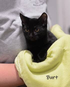 Burt -  Domestic Short Hair Cat for Adoption in Watkinsville, Georgia - Burt | PetCurious