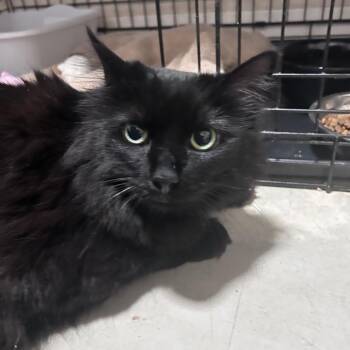Domestic Long Hair Cats Available for Adoption in Chino Hills, California - Mystique (C000-138)-City Of Industry Location | PetCurious