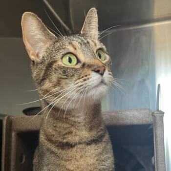Rescue Domestic Short Hair Cats for Adoption in Austin, Texas - Redstart 17 | PetCurious