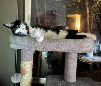 Elmo -  Domestic Medium Hair Cat for Adoption in Shawnee, Kansas - Elmo | PetCurious