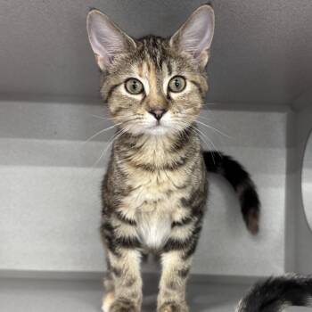 Myka -  Domestic Short Hair Cat for Adoption in Mount Vernon, Indiana - Myka | PetCurious