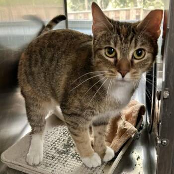 Banana -  Domestic Short Hair Cat for Adoption in Baltimore, Maryland - Banana | PetCurious