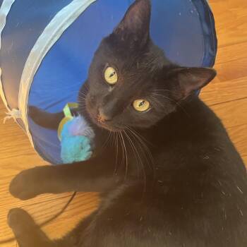 American Shorthair Cats Available for Adoption in Stamford, Connecticut - Barrett The Sweet Tempered Panther | PetCurious