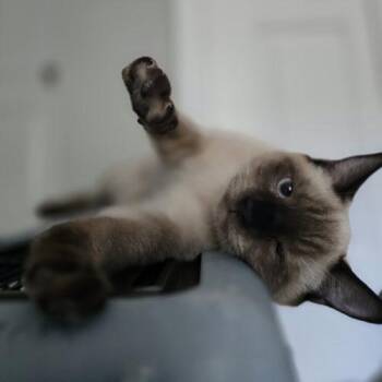 That One -  Siamese Cat for Adoption in Knoxville, Tennessee - That One | PetCurious