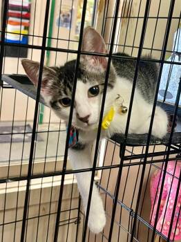 Milkshake -  Domestic Short Hair Cat for Adoption in Leavenworth, Kansas - Milkshake | PetCurious
