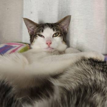 Mayonnaise -  Domestic Short Hair Cat for Adoption in Fort Wayne, Indiana - Mayonnaise | PetCurious