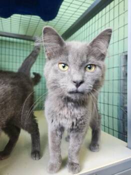 Domestic Medium Hair Cats Available for Adoption in Crossville, Tennessee - Lavender | PetCurious