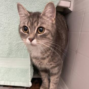 Domestic Short Hair Cats Available for Adoption in Pittsburgh, Pennsylvania - Trinket | PetCurious
