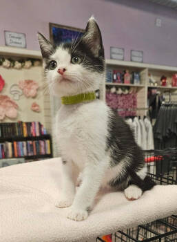 Rescue Domestic Short Hair Cats for Adoption in Camden, South Carolina - SKU (Available For Pre-adoption) | PetCurious