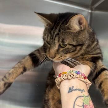 Drizzy -  Domestic Short Hair Cat for Adoption in Tampa, Florida - Drizzy | PetCurious