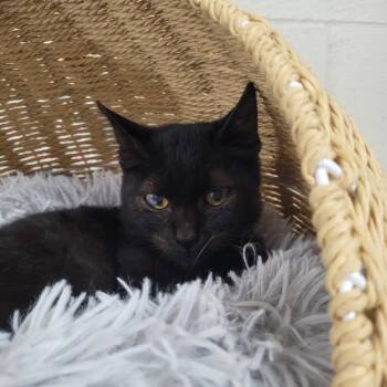 Rescue Domestic Short Hair Cats for Adoption in Laredo, Texas - Nito | PetCurious