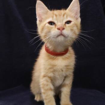 Simba -  Domestic Short Hair Cat for Adoption in Saint Charles, Missouri - Simba | PetCurious