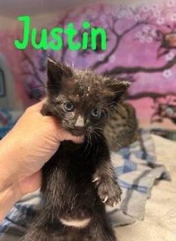 Justin -  Domestic Short Hair Cat for Adoption in Ruskin, Florida - Justin | PetCurious