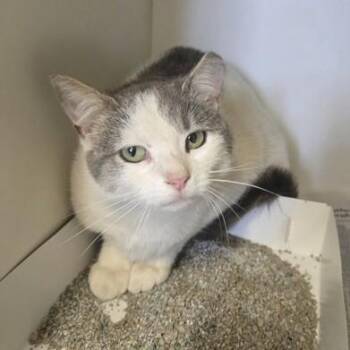 Domestic Short Hair Cats Available for Adoption in Phoenixville, Pennsylvania - Taylor | PetCurious