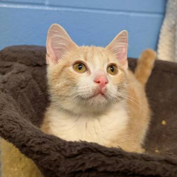 Salsa -  Domestic Short Hair Cat for Adoption in Lowell, Arkansas - Salsa | PetCurious
