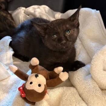 Snoop Dogg -  Domestic Short Hair Cat for Adoption in Lynchburg, Virginia - Snoop Dogg | PetCurious