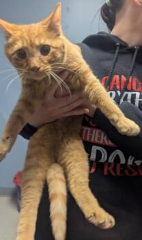 Domestic Short Hair Cats Available for Adoption - Wobble | PetCurious