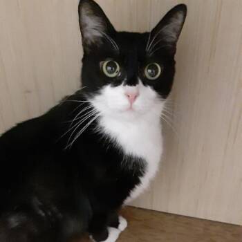 Domestic Short Hair Cats Available for Adoption - Jade | PetCurious