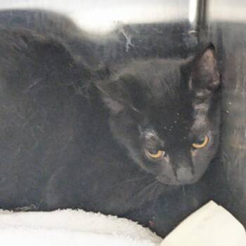 LJ -  Domestic Short Hair Cat for Adoption in Philadelphia, Pennsylvania - LJ | PetCurious