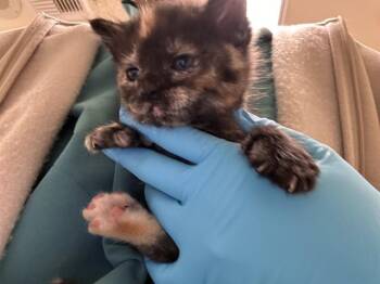 Domestic Short Hair Cats Available for Adoption in Riverside, California - BOE PEEP | PetCurious