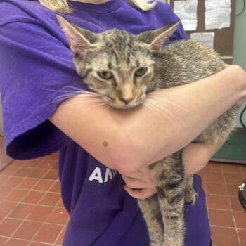 Nala -  Domestic Short Hair Cat for Adoption in West Point, Mississippi - Nala | PetCurious