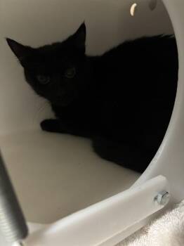 Domestic Short Hair Cats Available for Adoption in Albuquerque, New Mexico - PEGGY | PetCurious