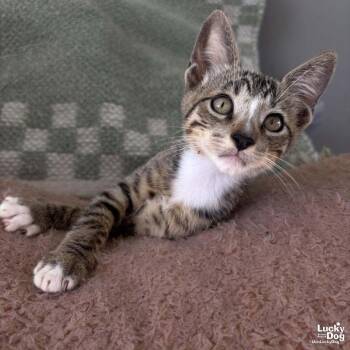 Tiny Rolo -  Domestic Short Hair Cat for Adoption in Washington, District Of Columbia - Tiny Rolo | PetCurious